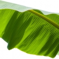 برگ موز Banana Leaf